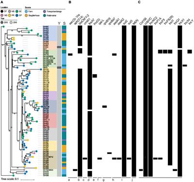 Clustered Regularly Interspaced Short Palindromic Repeats Genotyping of Multidrug-Resistant Salmonella Heidelberg Strains Isolated From the Poultry Production Chain Across Brazil